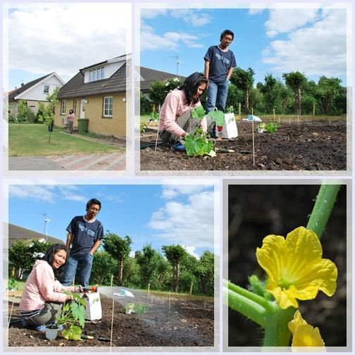 Hos Lamai 11.jpg - เจ้ยพาลงแปลงผักหลังบ้าน ช่วยกันลงผักท่ามกลางสายฝนและลมแรง
